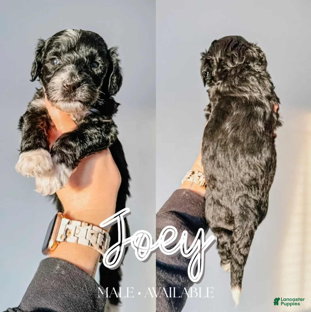 Mixed Breed dogs for sale: Joey - Ad 1