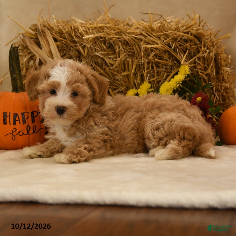 Maltipoo dogs Julian - Ad 2