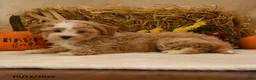 Maltipoo dogs for sale: Julian - Ad 2