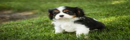 Cavalier King Charles Spaniel dogs for sale: Landry - Ad 4