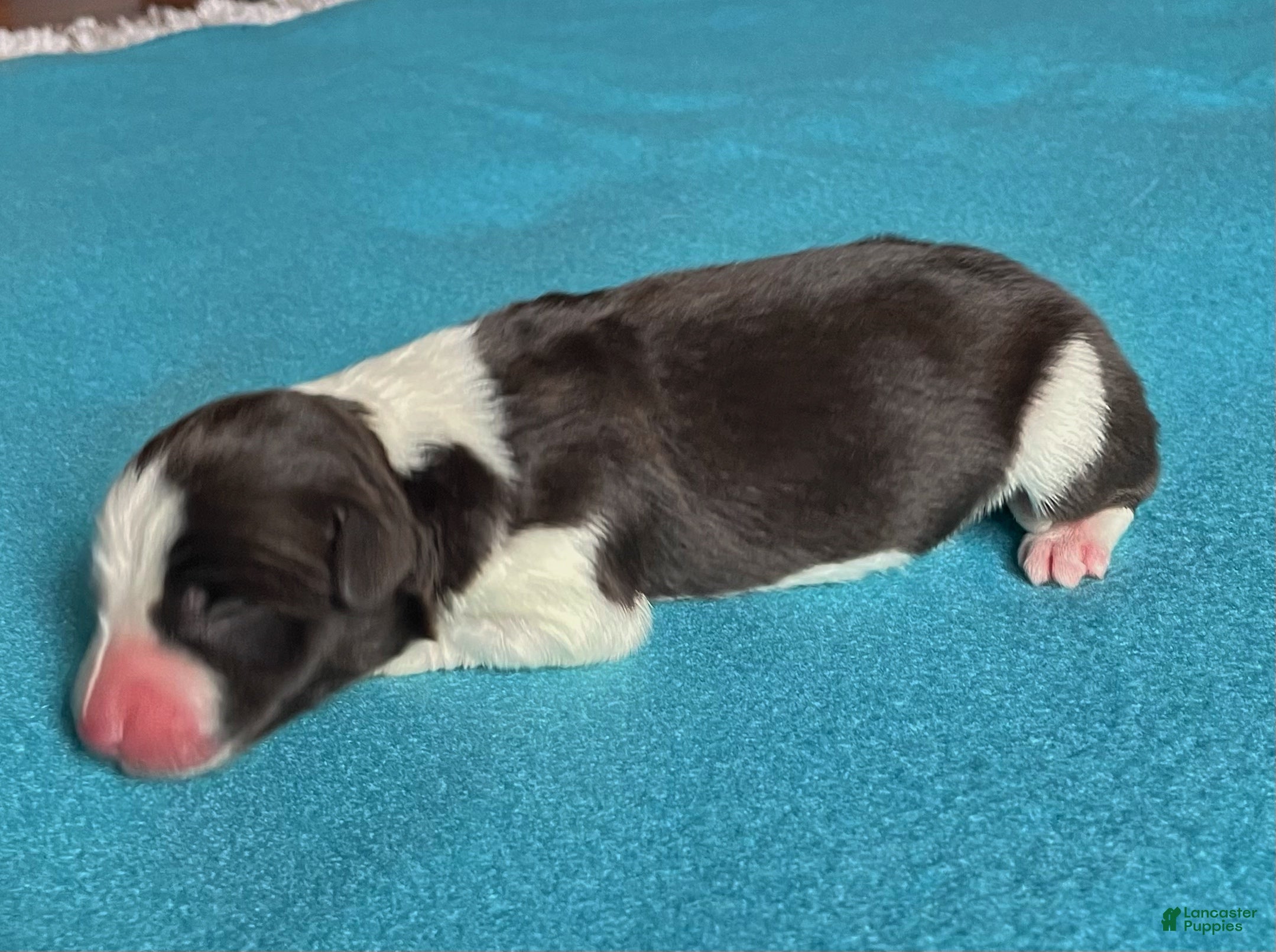 Mixed Breed dogs Mocha - Ad 36