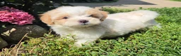 Shihpoo dogs for sale: Wendy - Ad 4