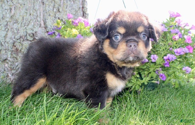 French Bulldog dogs for sale: Jamie - Ad 5