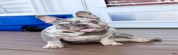 French Bulldog dogs for sale: Mellow - Ad 5
