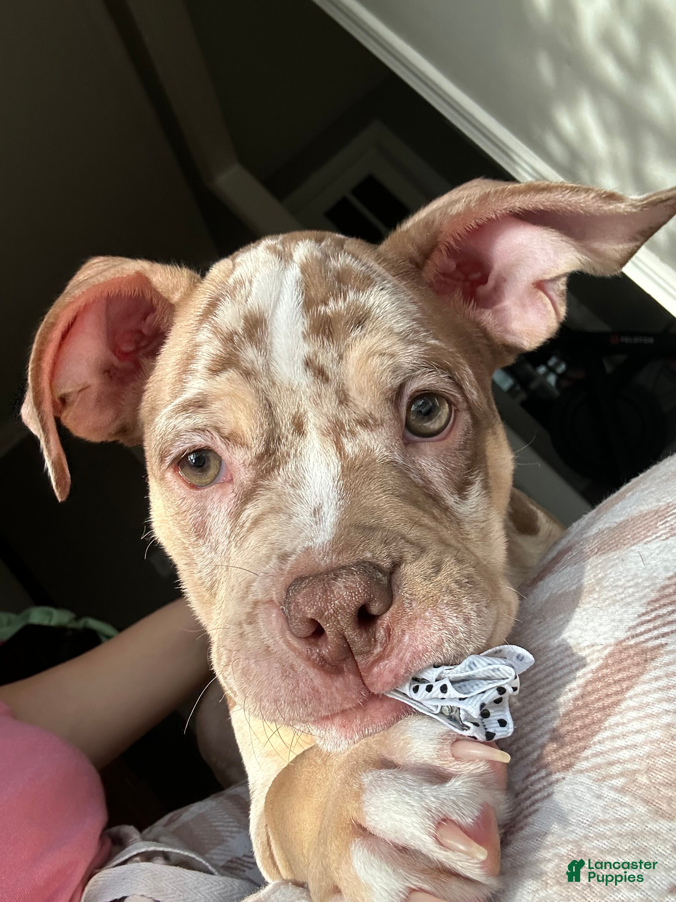 American Bully dogs American Bully Puppy 1 - Ad 37