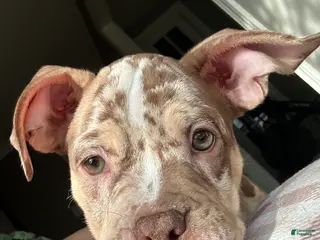 American Bully dogs American Bully Puppy 1 - Ad 37