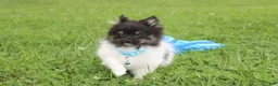 Pomeranian dogs for sale: Ziggy - Ad 10