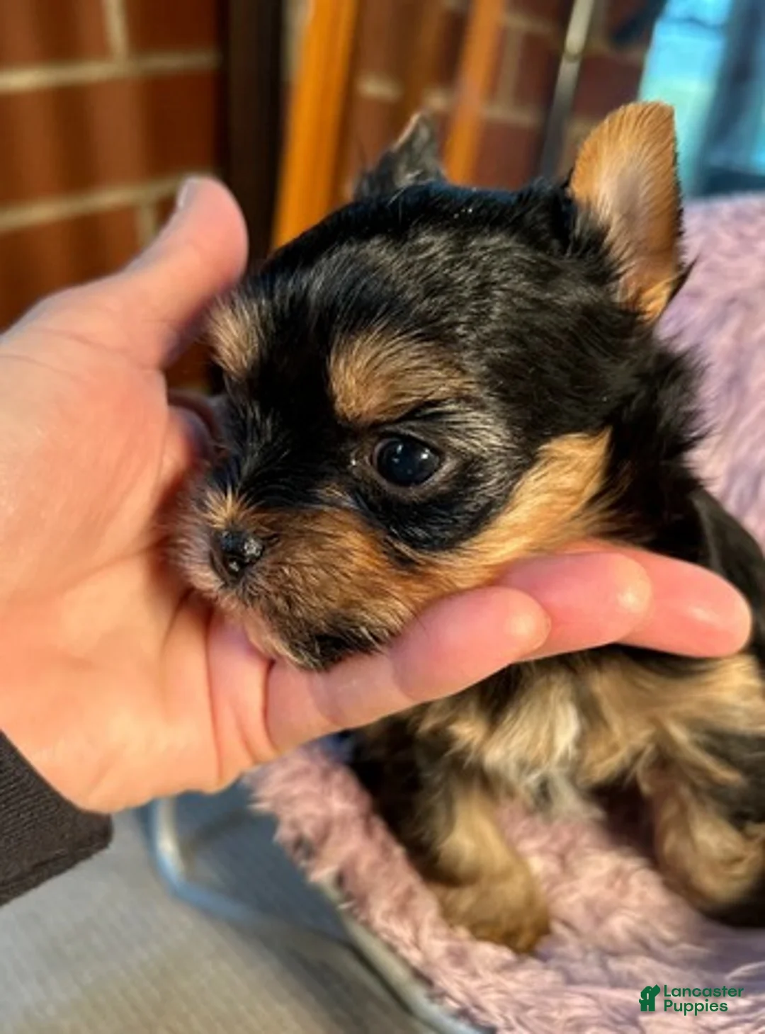 Yorkshire Terrier dogs for sale: Yorkshire - Ad 2