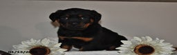 Rottweiler dogs for sale: Sasha - Ad 1