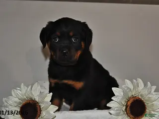 Rottweiler dogs Sasha - Ad 16