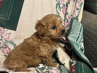 Cavapoo dogs Cavapoo Puppy 2 - Ad 37