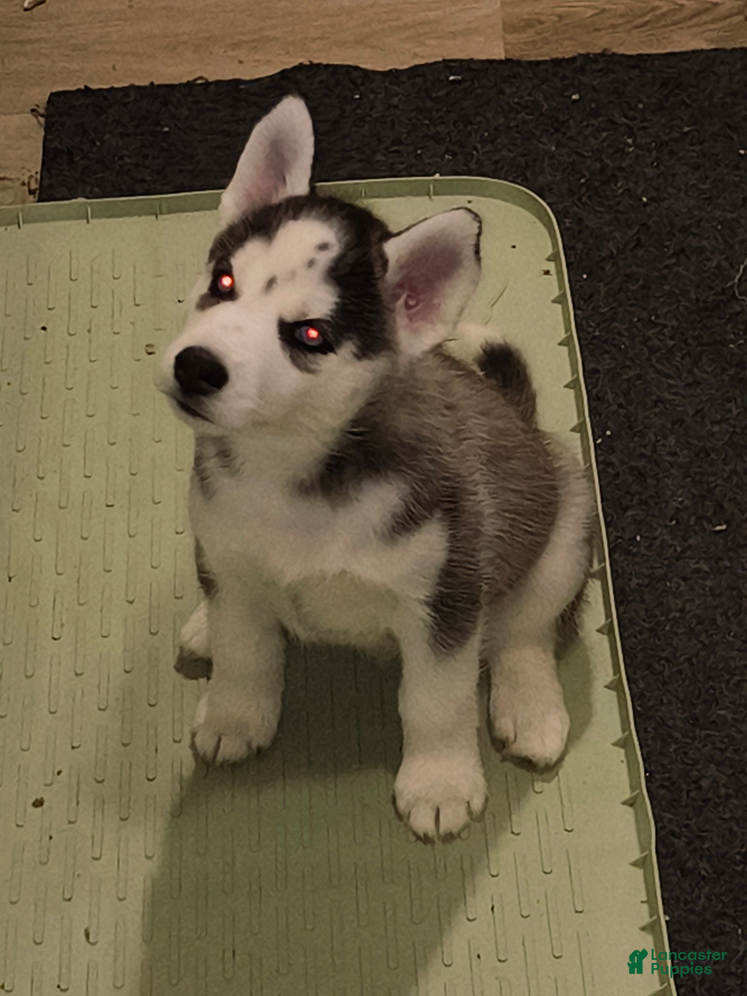 Siberian Husky dogs Siberian Husky 2 - Ad 1