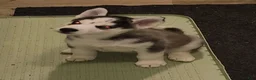 Siberian Husky dogs for sale: Siberian Husky 2 - Ad 1