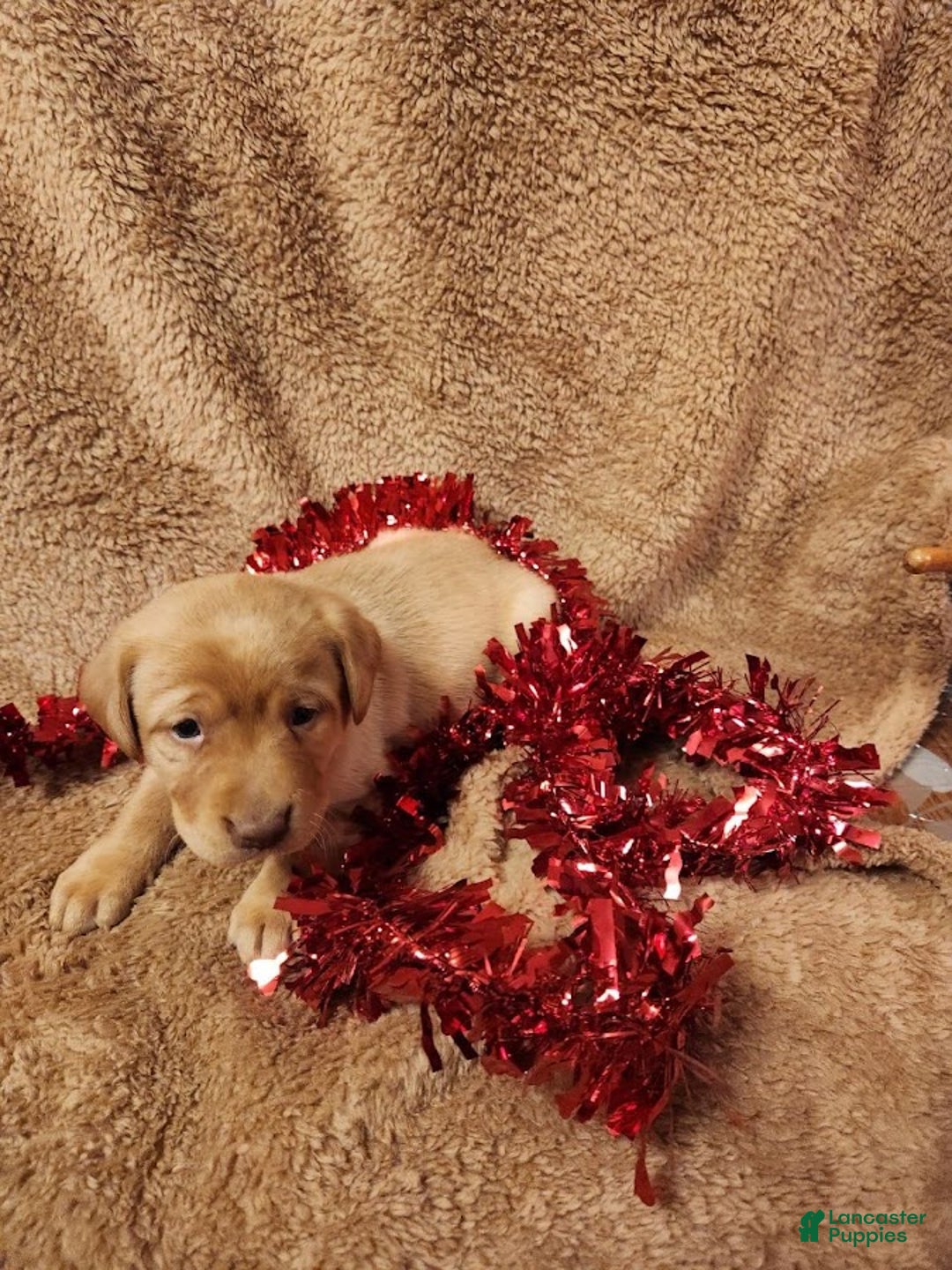 Labrador Retriever dogs for sale: George - Ad 1