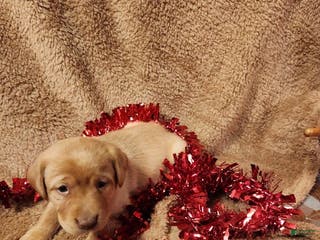 Labrador Retriever dogs George - Ad 9