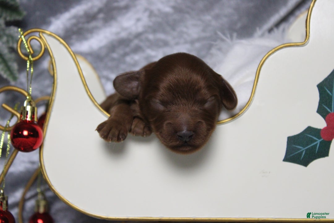 Cavapoo dogs for sale: Cinnamon  - Ad 2