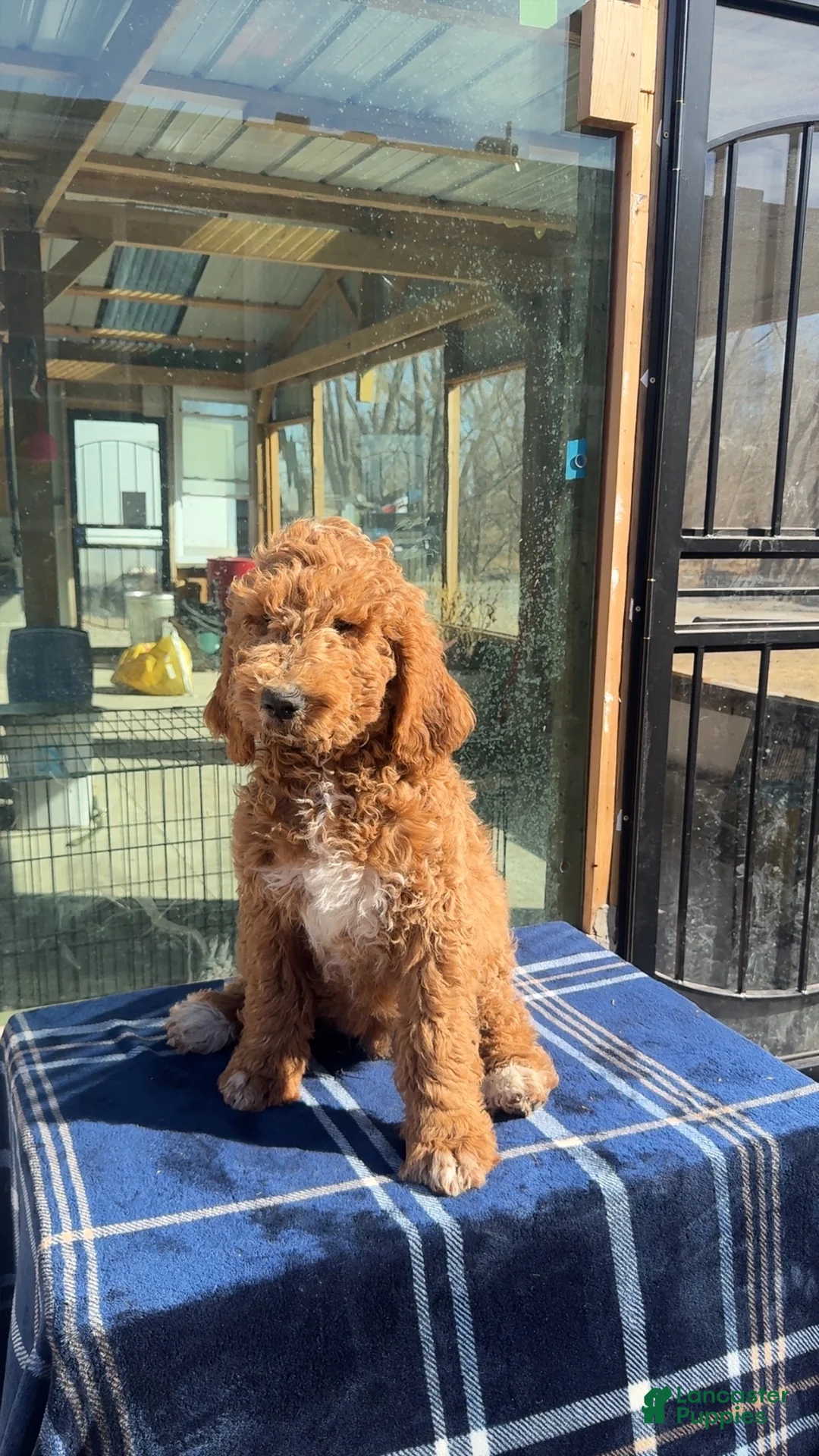 Goldendoodle dogs for sale: Apollo - Ad 2