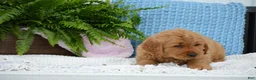 Golden Retriever dogs for sale: Dixie - Ad 3