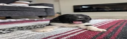 Newfoundland dogs for sale: Hudson - Ad 4