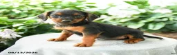 Yorkiepoo dogs for sale: Priya - Ad 3