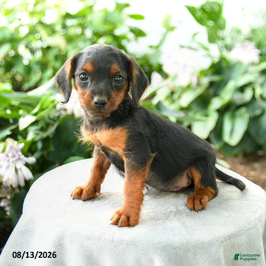 Yorkiepoo dogs for sale: Priya - Ad 3
