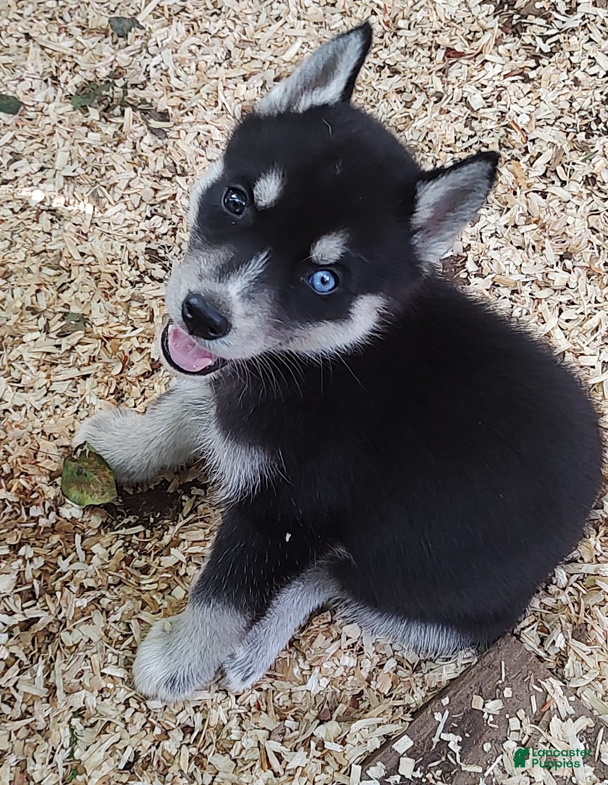 Siberian Husky dogs Sonya's female 1 - Ad 30