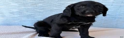 Labradoodle dogs for sale: Labradoodle 4 - Ad 4