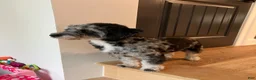 Mini Aussiedoodle dogs for sale: Wesley 🐾 - Ad 7