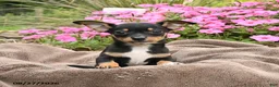 Chihuahua dogs for sale: Oreo - Ad 4