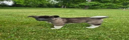 Akita dogs for sale: Akita  - Ad 5
