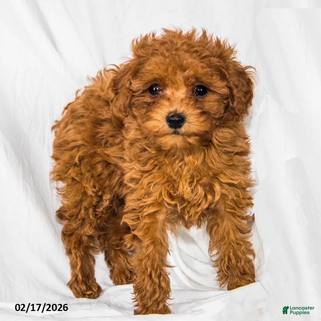 Toy Poodle dogs for sale: Sonya - Ad 3