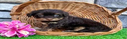 Havanese dogs for sale: Amber - Ad 4
