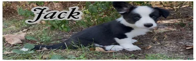 AKC Jack