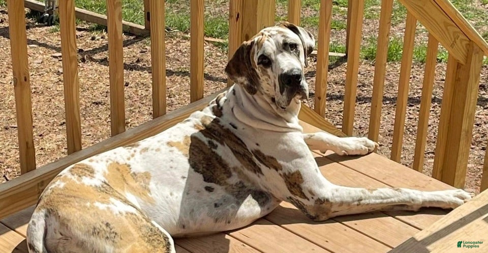Great Dane dogs Great Dane 1 - Ad 2
