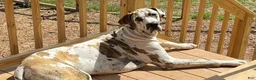 Great Dane dogs for sale: Great Dane 1 - Ad 2
