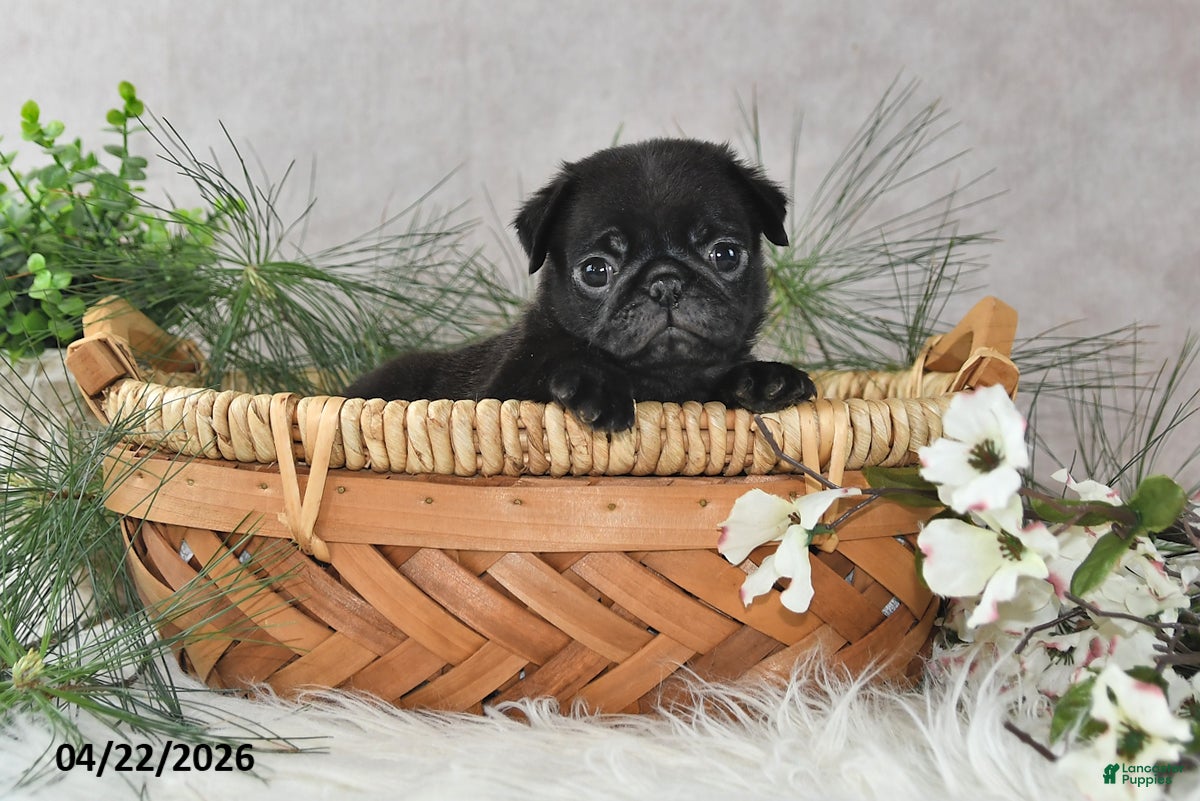 Pug dogs Gordon - Ad 2