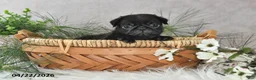 Pug dogs for sale: Gordon - Ad 2
