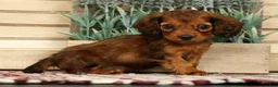Miniature Dachshund dogs for sale: Gizmo - Ad 3