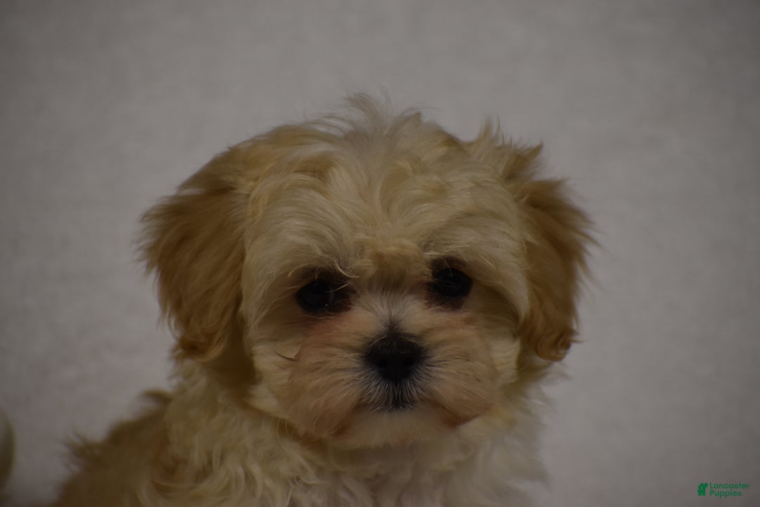 Maltipoo dogs for sale: Blossom - Ad 5