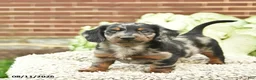 Miniature Dachshund dogs for sale: Charlie  - Ad 5