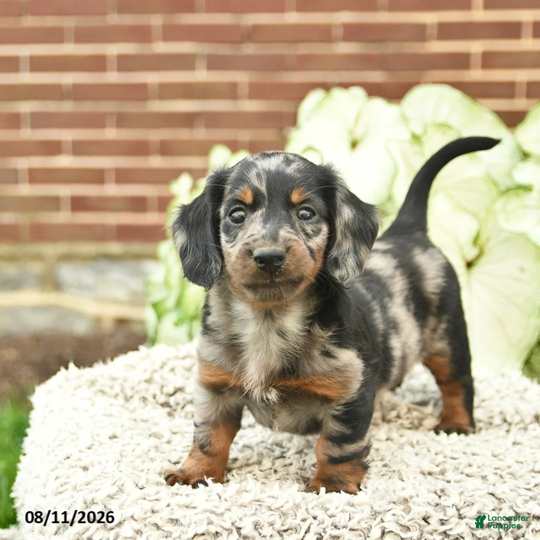 Miniature Dachshund dogs for sale: Charlie  - Ad 5