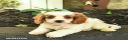 Cavapoo dogs for sale: Trixie  - Ad 3