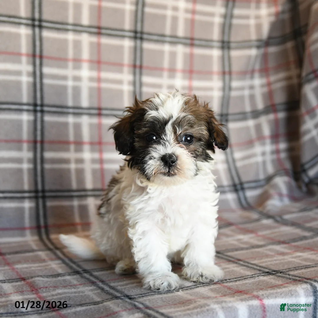 Mixed Breed dogs for sale: Quill - Ad 1