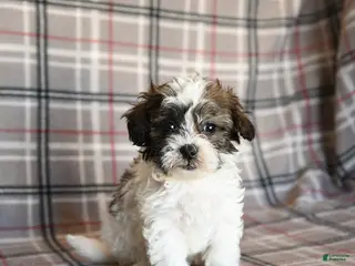 Mixed Breed dogs Quill - Ad 22