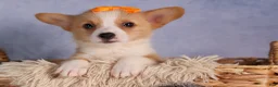 Welsh Corgi Pembroke dogs for sale: Carter  - Ad 15