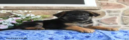 German Shepherd dogs for sale: Simba - Ad 3