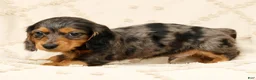 Miniature Dachshund dogs for sale: Oscar - Ad 6