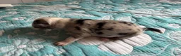 Australian Shepherd dogs for sale: Dallas - Ad 6