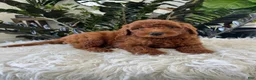 Mini Goldendoodle dogs for sale: Archie  - Ad 3