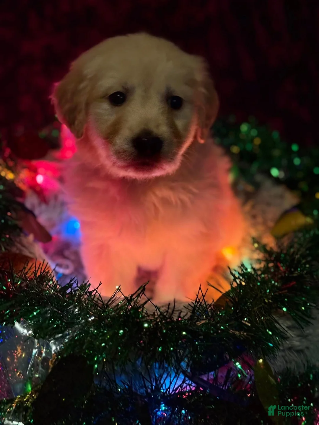 Golden Retriever dogs for sale: Teal - Ad 4